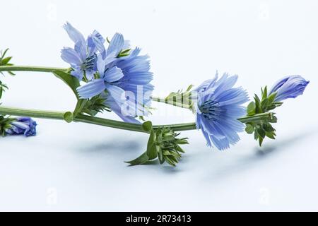 Blüten von Chicorée (Cichorium intybus) auf weißem Hintergrund Stockfoto