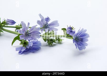 Blüten von Chicorée (Cichorium intybus) auf weißem Hintergrund Stockfoto