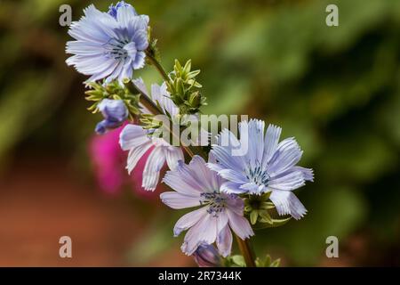 Blüten von Chicorée (Cichorium intybus) auf weißem Hintergrund Stockfoto