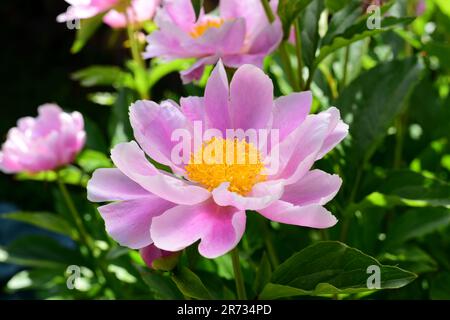 Pinkfarbene Pfingstrosen mit grünem Blatthintergrund. Stockfoto