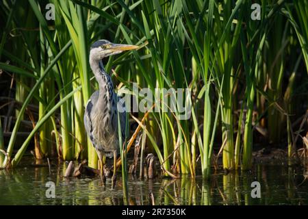 Graureiher in der Abendsonne in Perth, Perthshire, Schottland, Großbritannien. Stockfoto