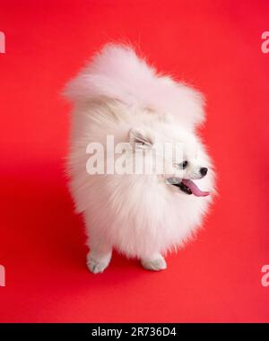 Porträt eines süßen flauschigen pommerischen Welpen. Ein kleiner lächelnder Hund steht auf einem hellen, trendigen roten Hintergrund. Stockfoto