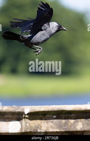 Ein wunderschöner schwarz-grauer Jackdaw (Corvus monedula) im Flug über einer Steinmauer mit natürlichem Hintergrund. Großbritannien (Juni 2023) Stockfoto