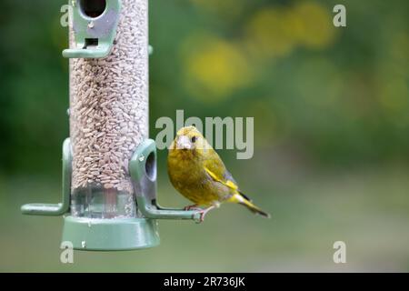 Männlicher Grünfink (Chloris chloris) füttert in einem Garten in Yorkshire, Großbritannien (Juni 2023) Stockfoto