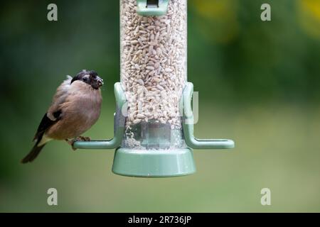 Bullfinch (Pyrrhula pyrrhula), die in einem Garten mit Yorkshire, Großbritannien, bei einer Vogelzucht mit Sonnenblumenkernen gefüttert wird (Juni 2023) Stockfoto