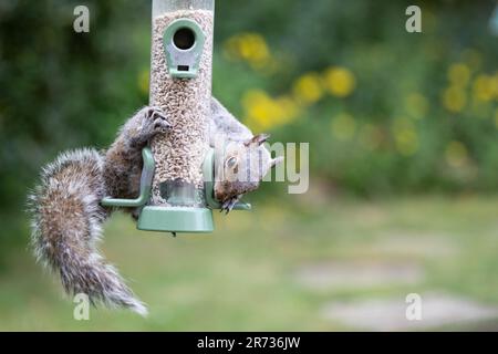 Weibliches graues Eichhörnchen (Sciurus carolinensis) isst aus einer Vogelzucht gefüllt mit Sonnenblumenherzen in Garden, Yorkshire, Großbritannien (Juni 2023) Stockfoto