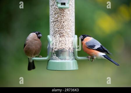 Ein Paar Bullfinken (Pyrrhula pyrrhula), die sich in einem Garten in Yorkshire, Großbritannien, an einem Vogelfuttermittel mit Sonnenblumenherzen füttern (Juni 2023) Stockfoto