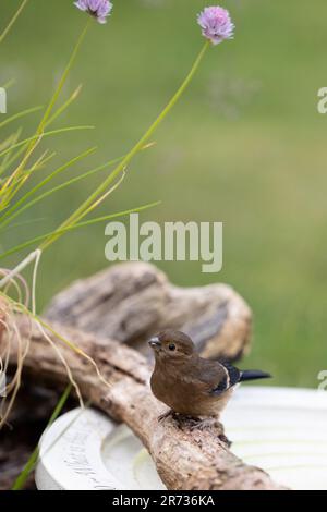 Ein junger junger junger Bullfinch (Pyrrhula pyrrhula) auf einem Ast neben einem Vogelbad in einem Garten - Yorkshire, Großbritannien (Juni 2023) Stockfoto