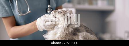 Tierarzt in Latexhandschuhen untersucht Katze auf dem Tisch im Krankenhaus Stockfoto
