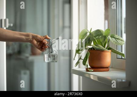 Frau sprüht Pflanzen in Blumentopf. Weibliche Hand, die Wasser auf die Scindapsus-Hauspflanze in Tontopf sprüht. Stockfoto