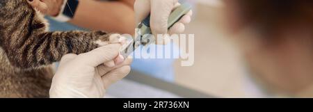 Professioneller Tierarzt mit weißen Handschuhen schneidet im Krankenhausbüro Katzenkrallen mit dem Haarschneider Stockfoto