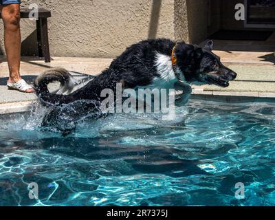 Border Collie streckte sich aus und tauchte am Sommertag in den Swimmingpool. Stockfoto