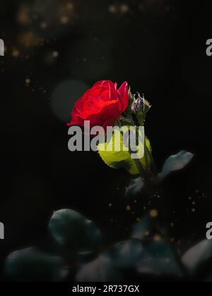 Rote Rose blüht in dramatischem, schwachem Licht vor dunklem Hintergrund, ein romantisches Blumenbild der schönen Kunst, das Liebe, Leidenschaft und natürliche Schönheit symbolisiert Stockfoto