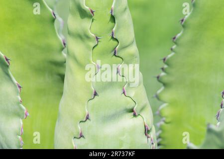 Kurz vor dem Wachstum eines Agave Americana Kaktus, dessen Blätter zickig zusammengefaltet waren. Stockfoto