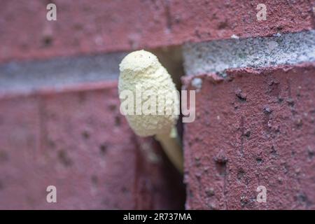 Ein Blumentopf-Sonnenschirm-Pilz, Leucocoprinus birnbaumii, der im Klavierloch eines Hauses wächst. Stockfoto
