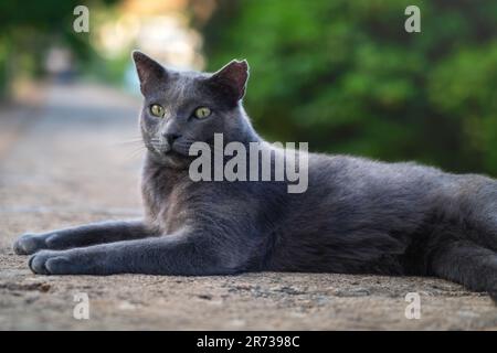 Dunkelgraue Katze mit fehlendem Ohrstöpsel Stockfoto