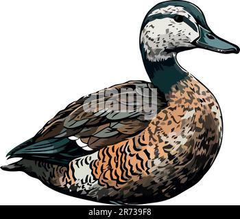 Süßes Ententier im weißen Hintergrund Stock Vektor