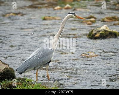 Angeln von Graureiher (Ardea cinerea) im Bergbach in Cumbria, England, Vereinigtes Königreich Stockfoto