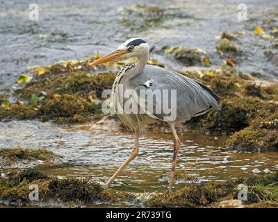 Grauhirse (Ardea cinerea), bereit zum Angriff beim Angeln im Bergbach in Cumbria, England, Großbritannien Stockfoto