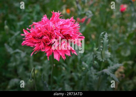 Rosa Opiumblume (Papaver Somniferum) Stockfoto