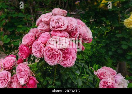 Pinkfarbene Floribunda Rosenblumen in einem Garten Stockfoto