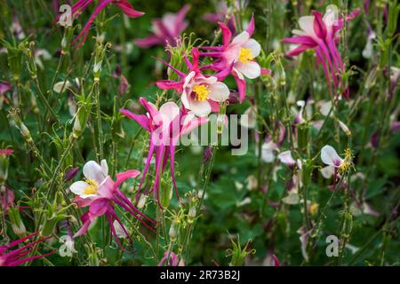 Kolumbinenblüte (Aquilegia), auch Grannys Bonnet genannt Stockfoto