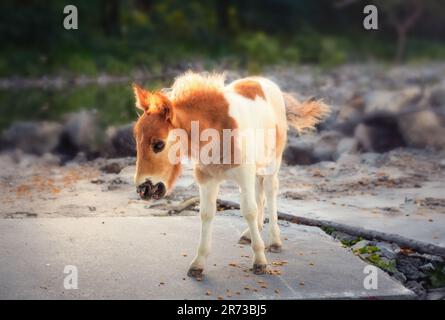 Kastanie und weißes Ponyfohlen (Baby-Pony) Stockfoto