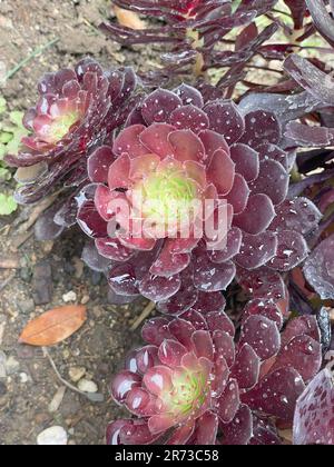 Wunderschöne schwarze Rosensaftpflanze, bedeckt mit Wassertröpfchen, Los Angeles, Kalifornien Stockfoto
