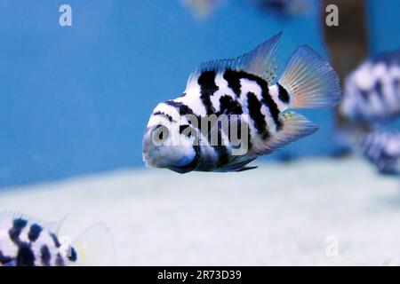 Der Sträfling Cichlid - (Amatitlania nigrofasciata) Stockfoto