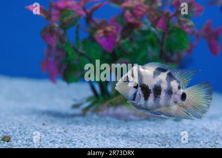 Der Sträfling Cichlid - (Amatitlania nigrofasciata) Stockfoto