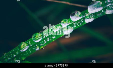 Wassertropfen auf Gras, Makro Stockfoto
