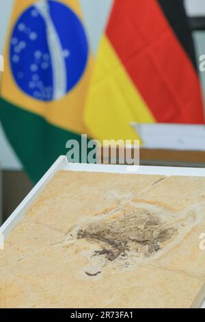 Brasilia, Brasilien. 12. Juni 2023. Das Dinosaurierfossil Ubirajara jubatus wird während einer offiziellen Übergabe ausgestellt. Die Forderung nach der Rückgabe eines Dinosaurierfossils, das wahrscheinlich illegal nach Baden-Württemberg gebracht wurde, hat vor zwei Jahren einen Aufruhr ausgelöst - jetzt ist der Ubirajara jubatus wieder in seinem Heimatbrasilien. Kredit: Myke Sena/dpa/Alamy Live News Stockfoto