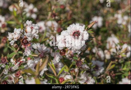 Teebaum weiße Blume aus nächster Nähe mit Sonnenlicht im Freien leptospermum Scoparium Stockfoto