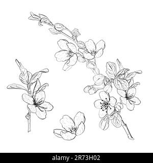Vektorbildsatz mit blühenden Zweigen und Blüten von Kirsche, Sakura, Apfel, Pflaume, wilder Kirschpflaume, Vogelkirsche. Realistischer schwarzer Umriss von Stock Vektor
