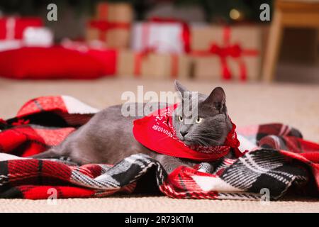 Süße Katze mit einem Kopftuch im Karomuster im Zimmer, dekoriert für Weihnachten Stockfoto