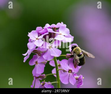 Eine halbschwarze Hummel, bombus-Vagans, die eine Rocket-Blume einer Dame in einem Garten bestäuben Stockfoto