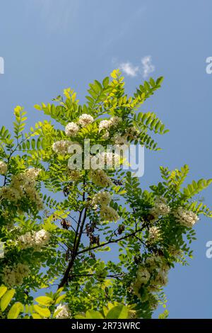 Schwarzer Johannisbrot blüht im Frühling. Weiße Blüten von Robinia pseudoacacia. Stockfoto