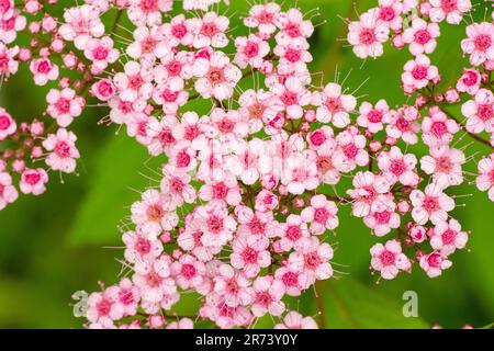 Blühende Spiraea japonica (japanischer Spirea) oder japanischer Wiesensüß. Kleine Prinzessinnen Blumen blühen im Frühling. Stockfoto