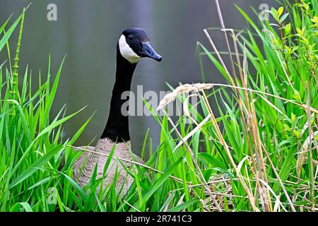 Eine ausgewachsene Kanadische Gans (Branta canadensis), die in einem Feuchtgebiet im ländlichen Alberta, Kanada, über ein hohes grünes Sumpfgras blickt Stockfoto