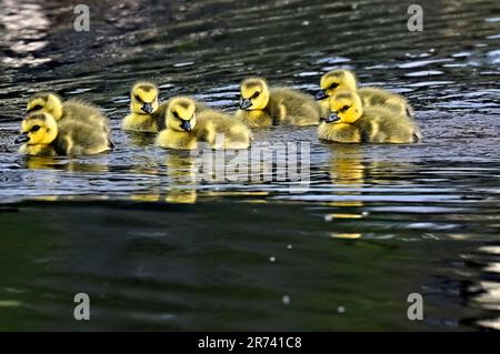 Eine Gruppe von Kanadischen Gänseblümchen (Branta canadensis), die in einem Feuchtgebiet im ländlichen Alberta, Kanada, schwimmen Stockfoto