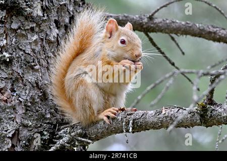 Ein blassfarbenes rotes Eichhörnchen (Tamiasciurus hudsonicus), das auf einem Ast sitzt und sich von Fichtenzapfen ernährt. Stockfoto