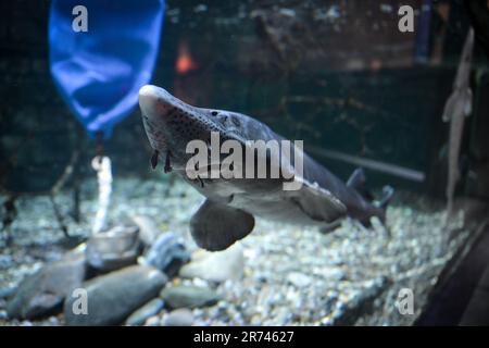 Konstanz Am Bodensee, Deutschland. 12. Juni 2023. Ein sibirischer Stör schwimmt im renovierten Sea Life. Am Mittwoch, den 14. Juni, öffnet Sea Life seine Türen nach Renovierung und Wiederaufbau wieder. Kredit: Felix Kästle/dpa/Alamy Live News Stockfoto