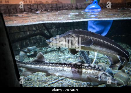 Konstanz Am Bodensee, Deutschland. 12. Juni 2023. Zwei Stör schwimmen im Aquarium des renovierten Sea Life. Am Mittwoch, den 14. Juni, öffnet Sea Life seine Türen nach Renovierung und Wiederaufbau wieder. Kredit: Felix Kästle/dpa/Alamy Live News Stockfoto