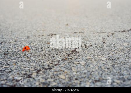 Hintergrund, Ameisen laufen, Probleme mit Ameisen im Haus Stockfoto