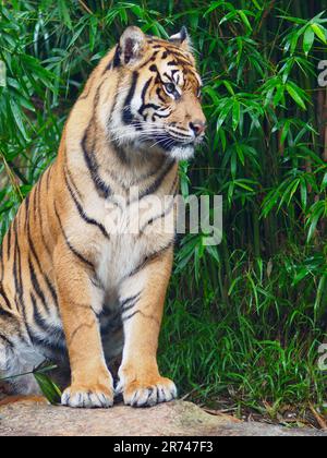 Spektakulärer, mächtiger Sumatra Tiger in atemberaubender Schönheit. Stockfoto