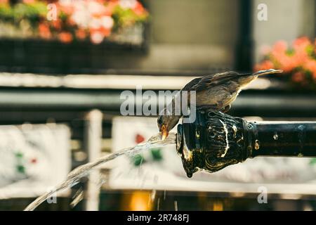 Spatzen, der seinen Durst in einem städtischen Brunnen in Bern, Schweiz, löscht Stockfoto