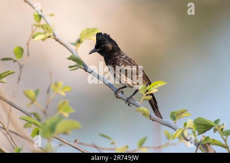 Roter, entlüfteter Bulbul-Vogel, der auf einem Ast ruht Stockfoto