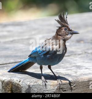 Steller's Jay - Erwachsener auf der Suche nach unbeaufsichtigtem Picknick-Essen. Lake Chabot, Alameda County, Kalifornien, USA. Stockfoto