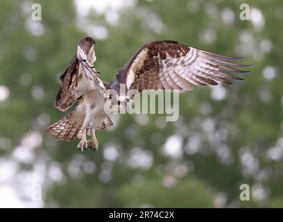 Osprey landet im Nest, Quebec, Kanada Stockfoto