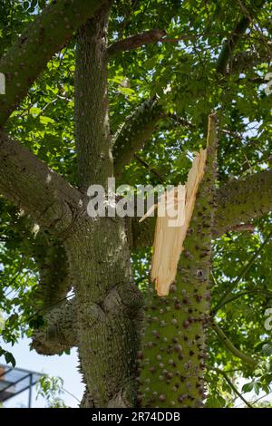 Ein schwerer Ast brach einen großen Seidenseidenbaum (Ceiba speciosa, früher Chorisia speciosa) ab und gehört zur familie bombax (Bombaca) Stockfoto